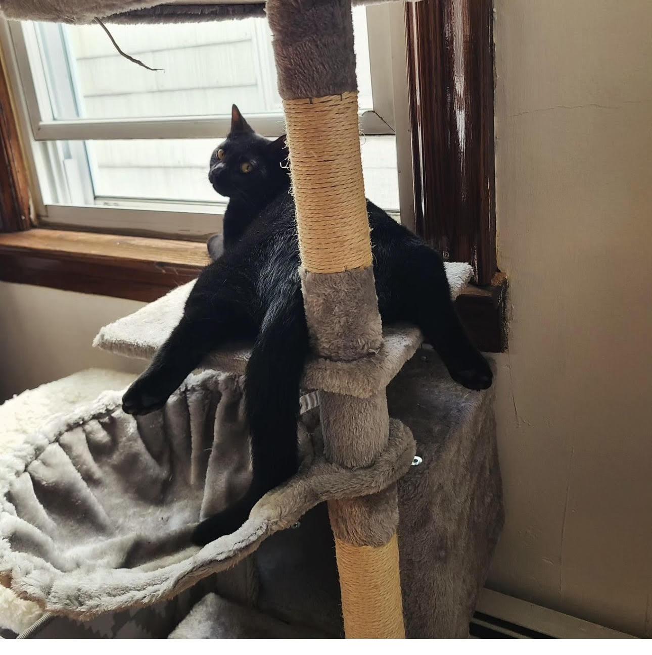 Ringo, a Adoptable Domestic Short Hair in Jersey City, NJ image 2/6