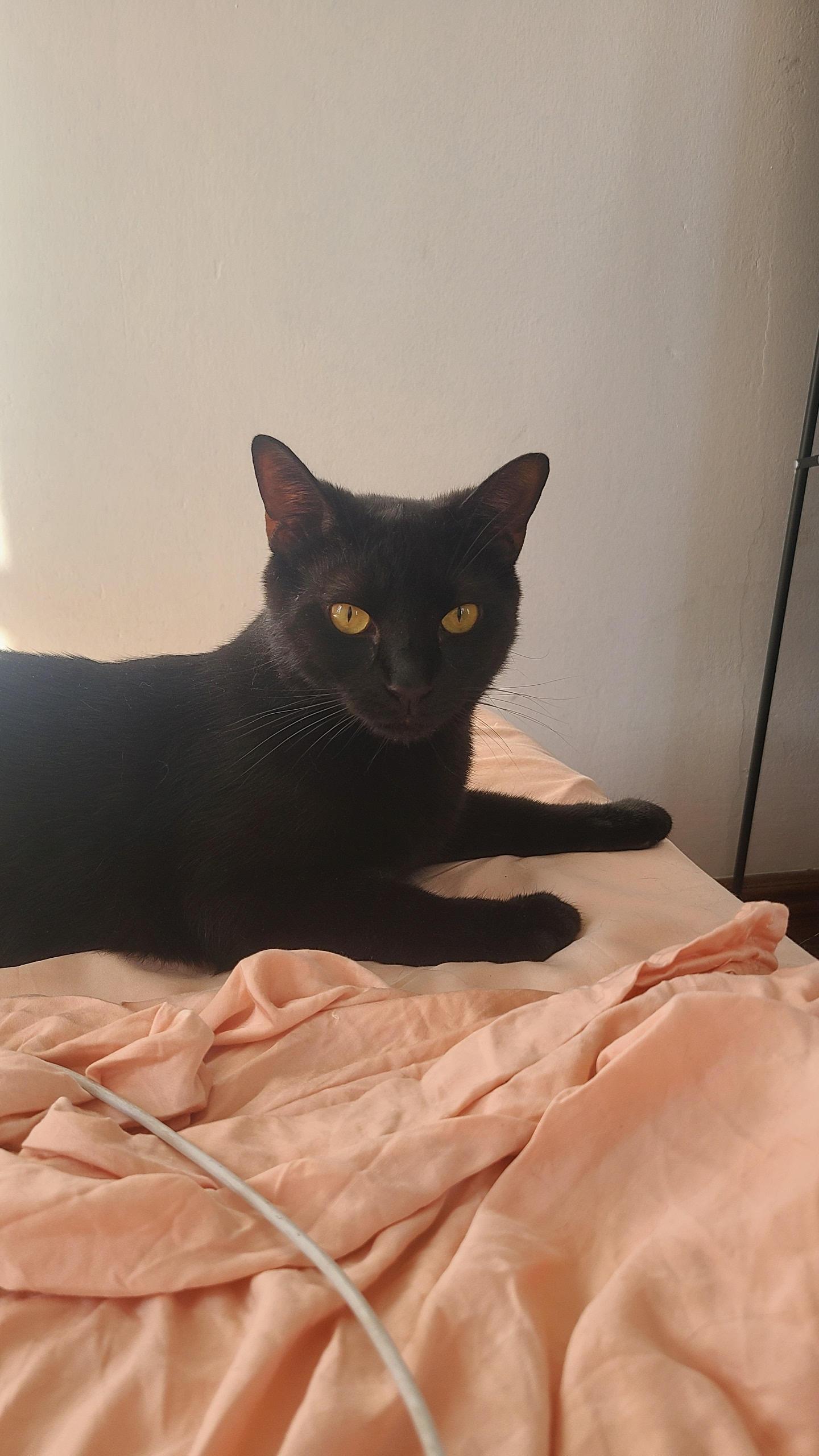 Ringo, a Adoptable Domestic Short Hair in Jersey City, NJ image 3/6