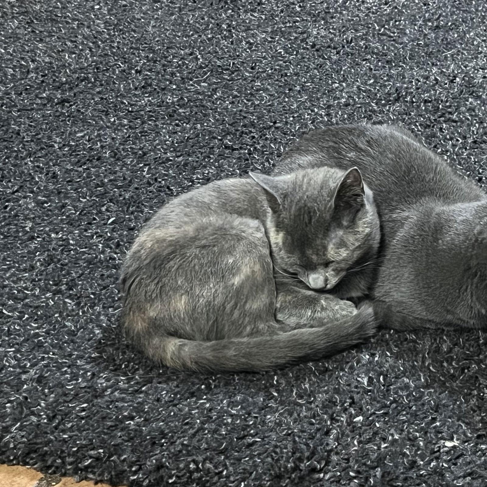 Jessie, Adoptable, Young Female Domestic Short Hair.