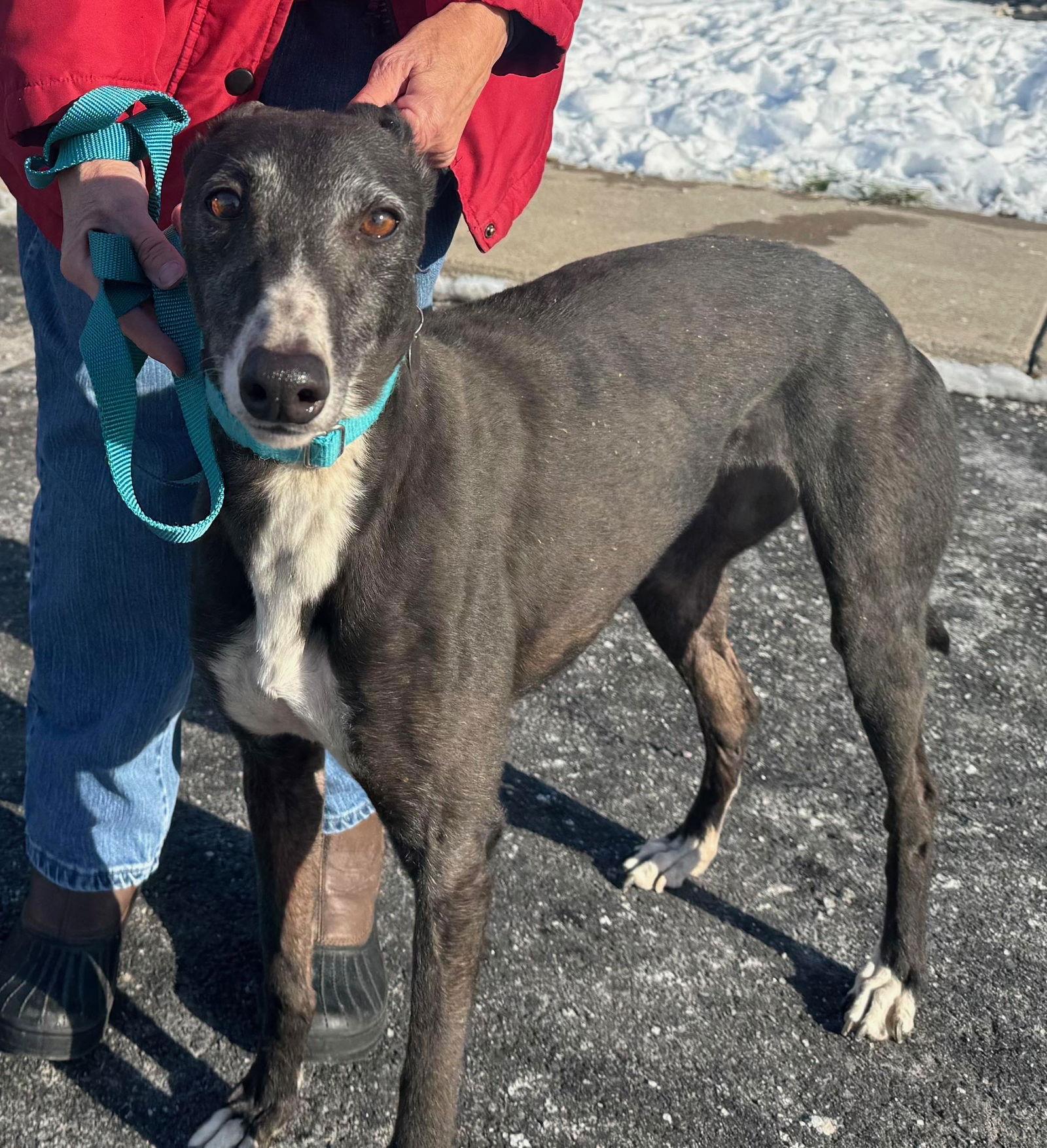Honey, Adoptable, Adult Female Greyhound.