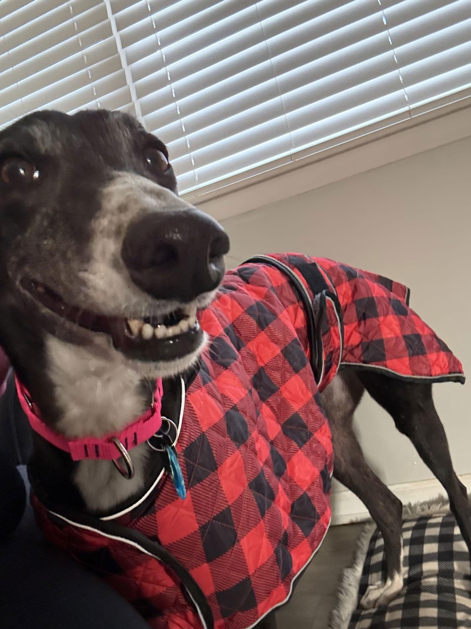 Enlarge Honey, a Adoptable Greyhound in Kansas City, MO image 2/3