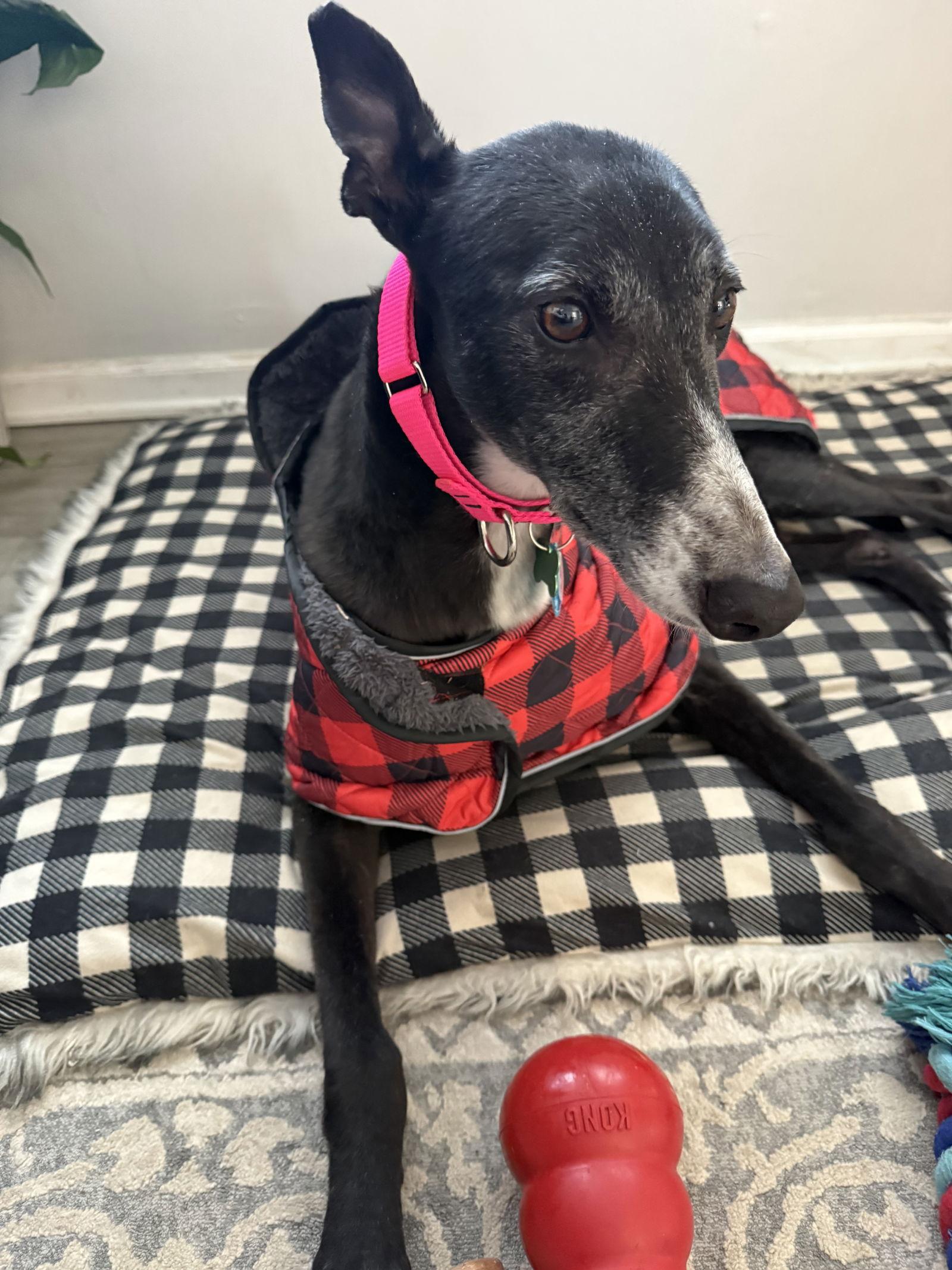 Enlarge Honey, a Adoptable Greyhound in Kansas City, MO image 3/3