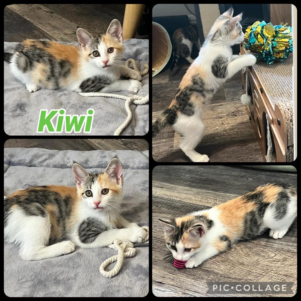 Enlarge Kiwi, a Adoptable Domestic Short Hair in Orangevale, CA image 1/1