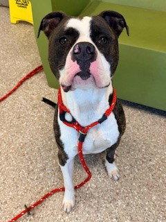 Enlarge ONYX, a Adoptable Pit Bull Terrier in Clyde, NC image 1/1