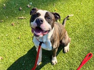 Enlarge ONYX, a Adoptable Pit Bull Terrier in Clyde, NC image 1/1