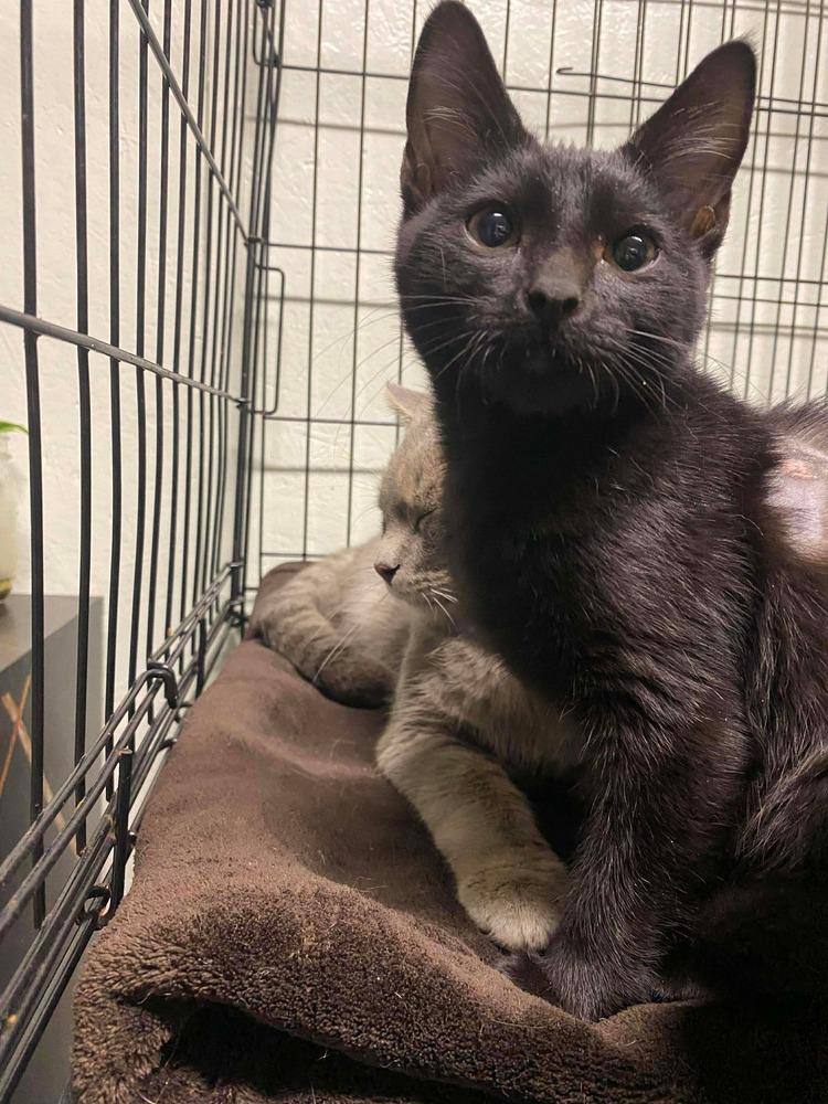 **Cat Cafe** Jonquil, Adoptable, Young Male Domestic Short Hair.