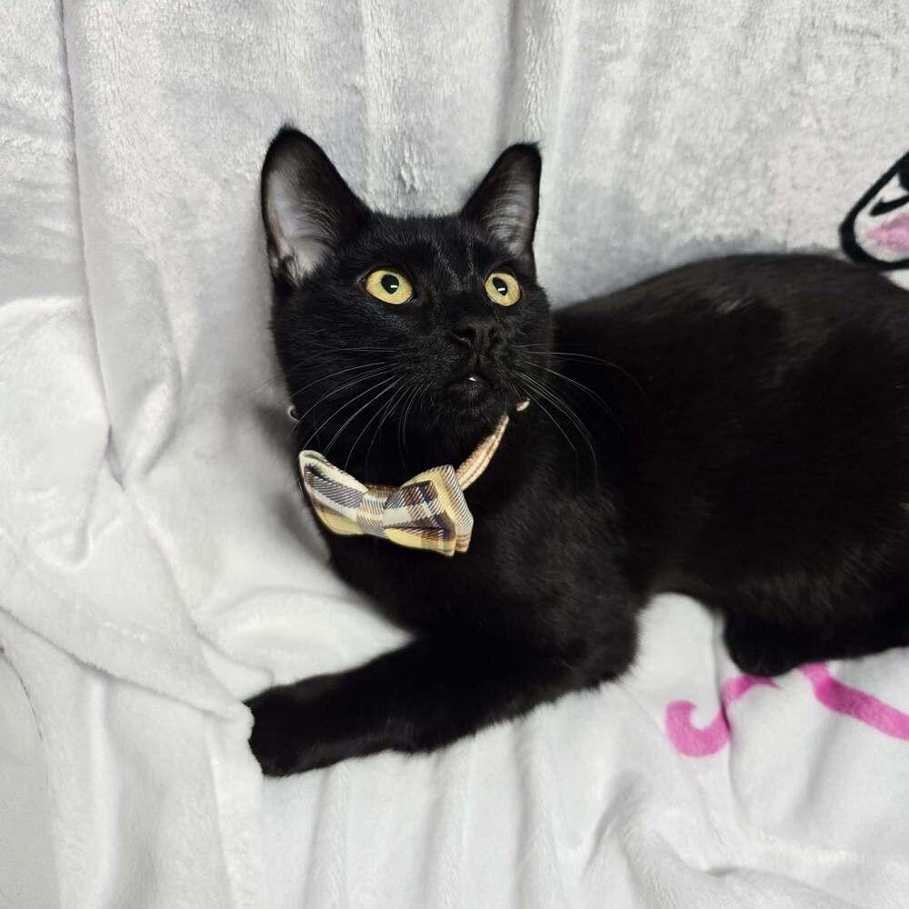 Enlarge **Cat Cafe** Jonquil, a Adoptable Domestic Short Hair in Topeka, KS image 3/6