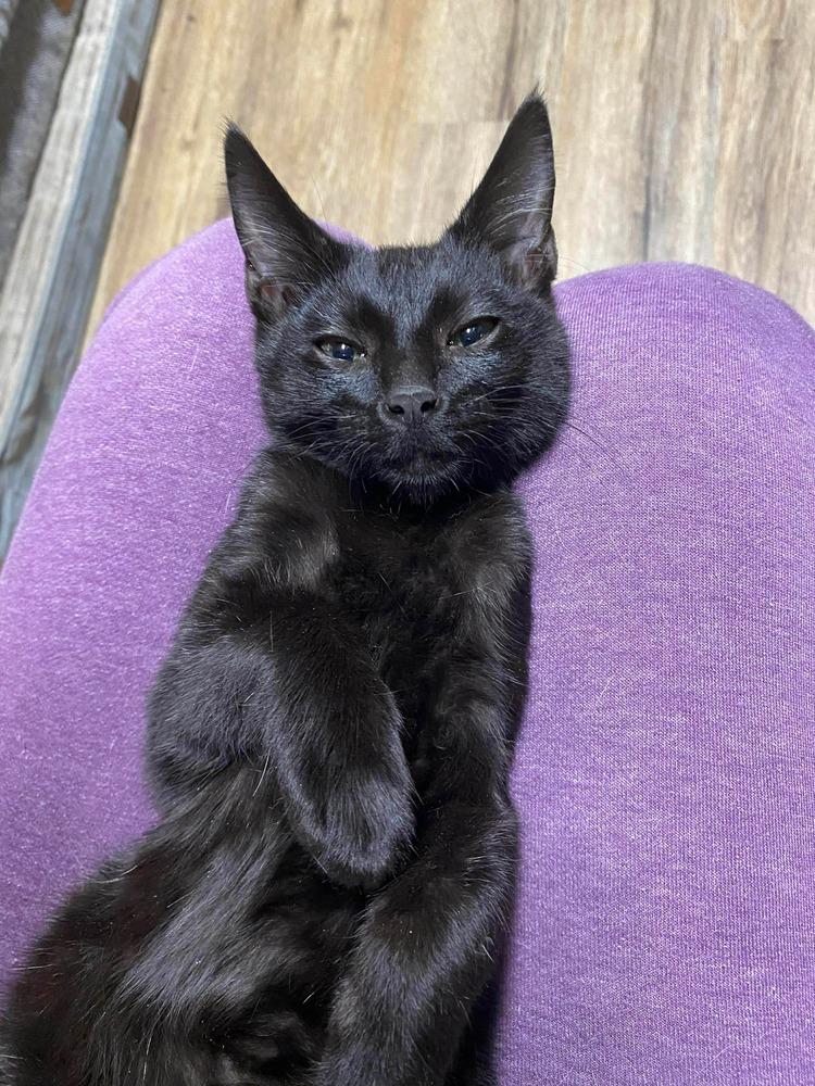 Enlarge **Cat Cafe** Jonquil, a Adoptable Domestic Short Hair in Topeka, KS image 4/6