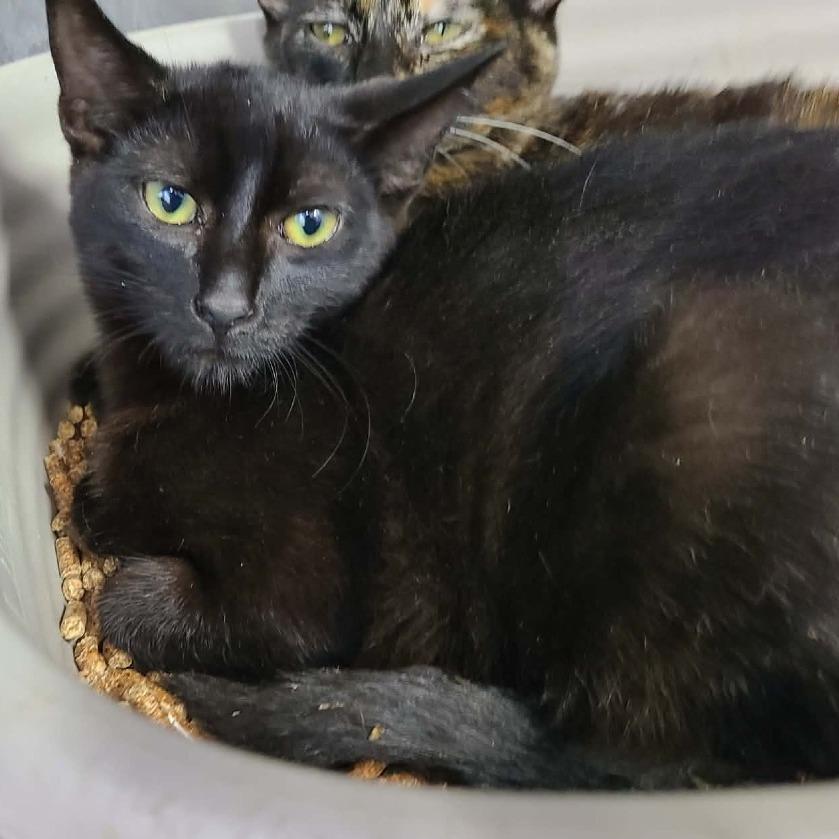 Cobweb, Adoptable, Kitten Male Domestic Short Hair.