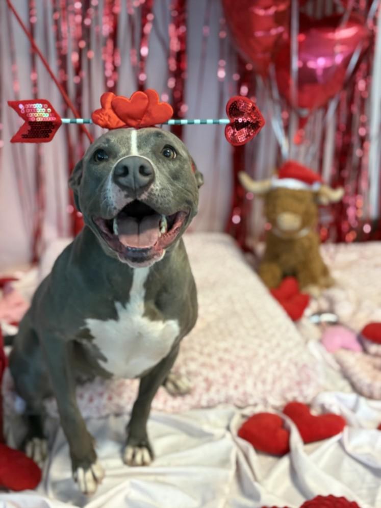 COCO, Adoptable, Young Female Pit Bull Terrier.