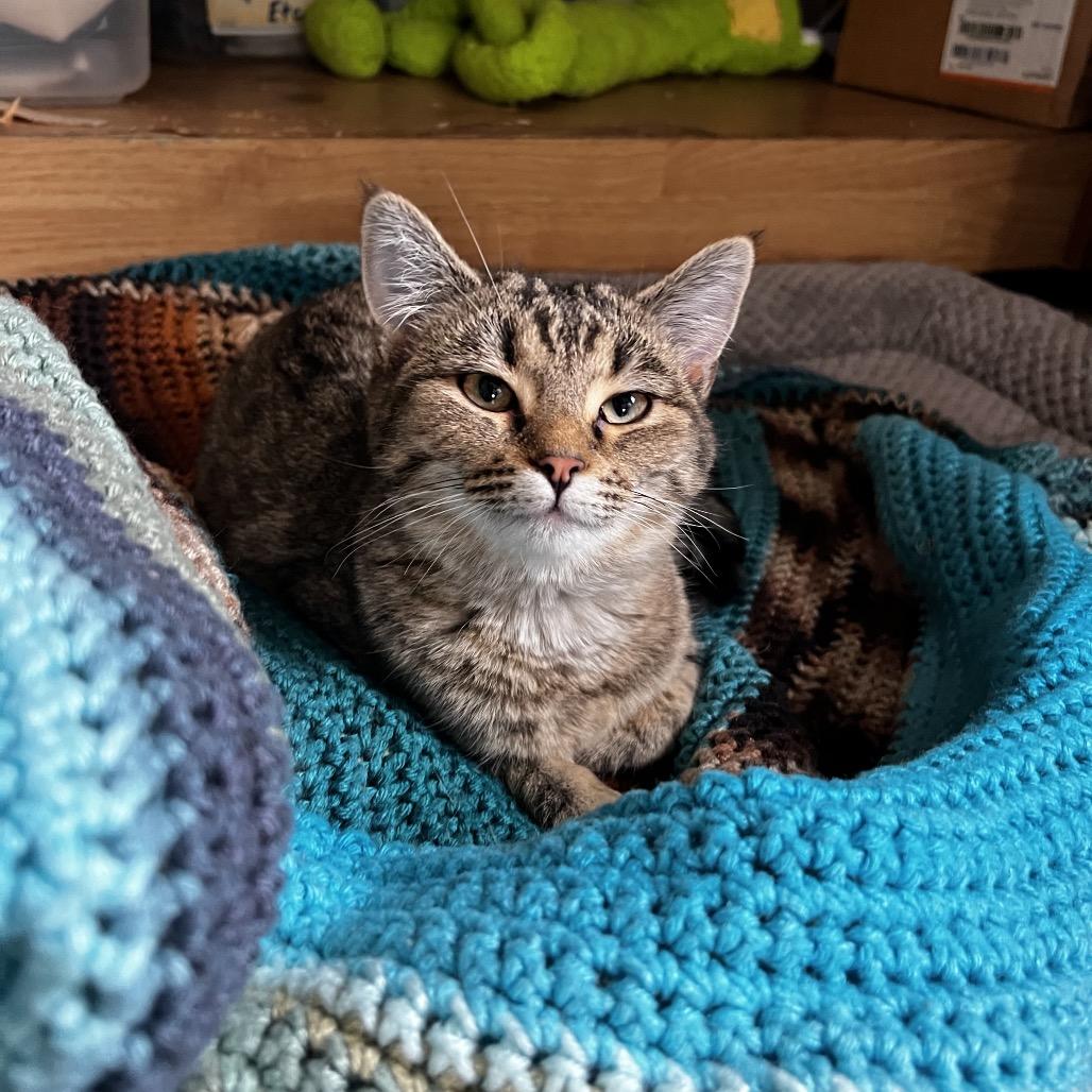 Conner, Adoptable, Young Female Domestic Short Hair.