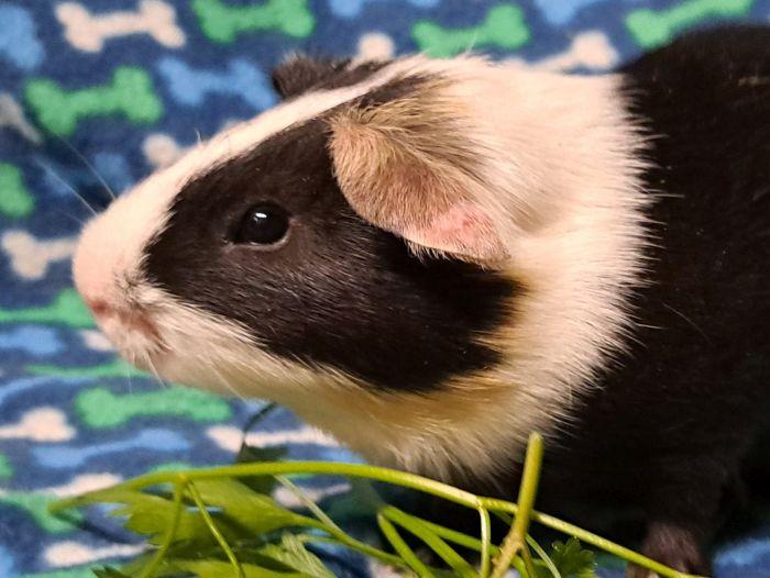 Enlarge Burlington, a Adoptable Short-Haired in Gary, IN image 1/4