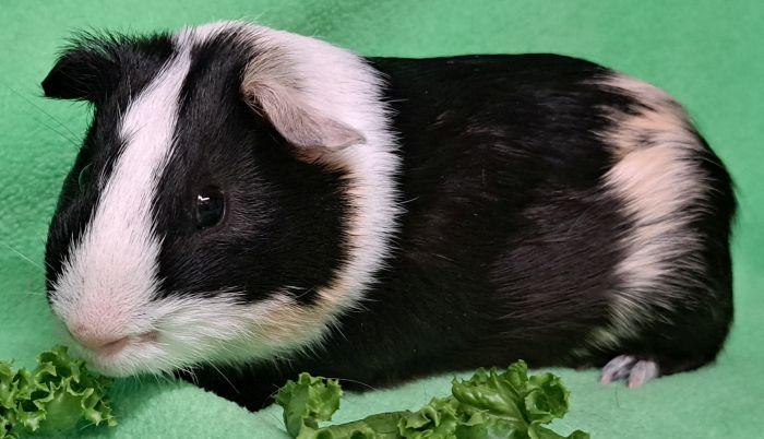 Enlarge Burlington, a Adoptable Short-Haired in Gary, IN image 2/4