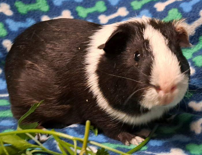 Enlarge Burlington, a Adoptable Short-Haired in Gary, IN image 4/4