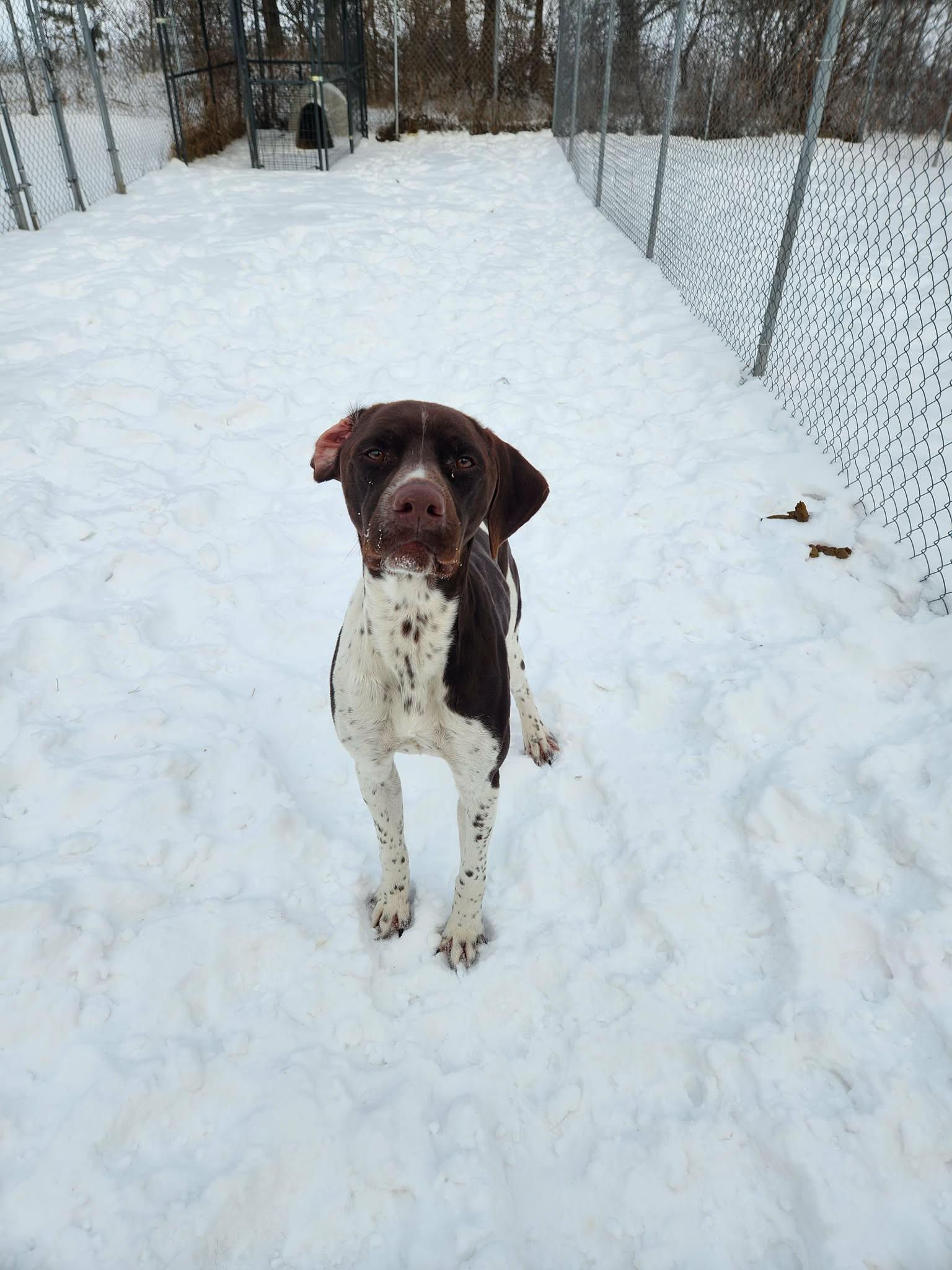 Enlarge Baxter, a Adoptable German Shorthaired Pointer in Caro, MI image 1/1