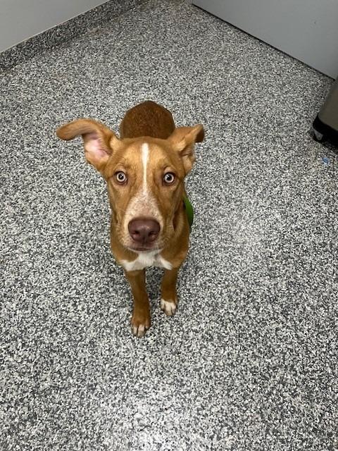 Prescott, Adoptable, Puppy Male Mixed Breed.