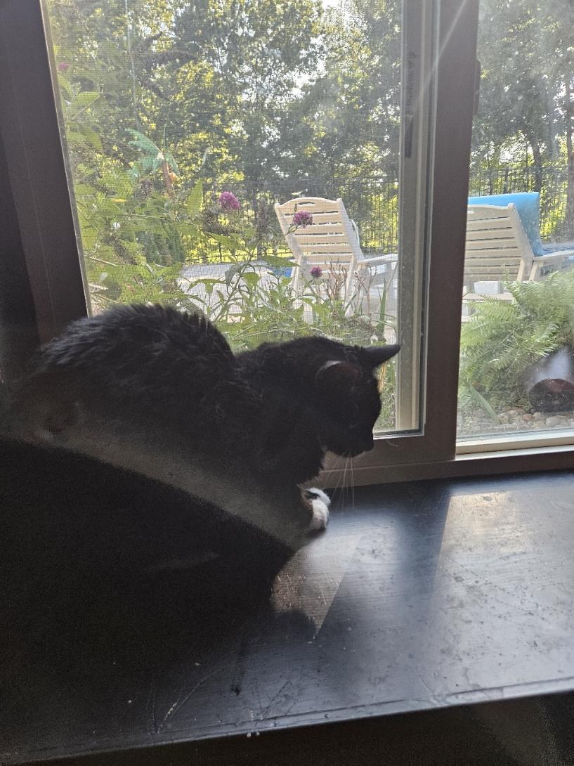 Buzz Cat -- "Needs A New Home!" photo 2