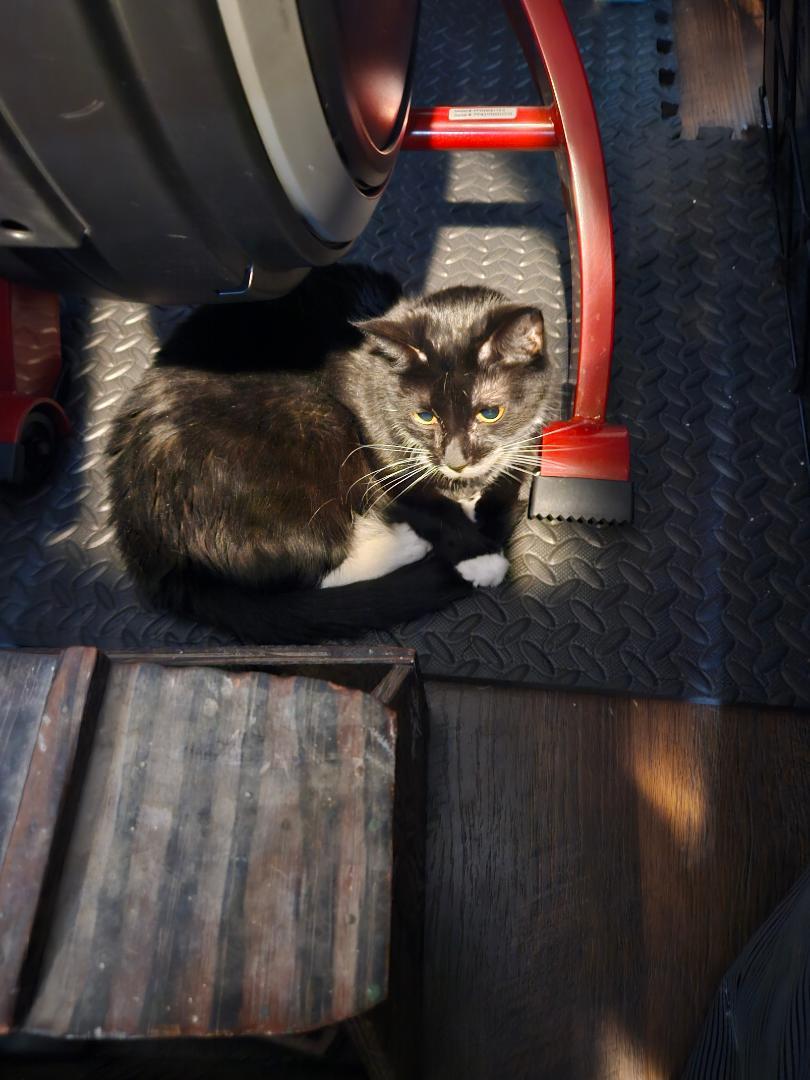 Buzz Cat -- "Needs A New Home!"