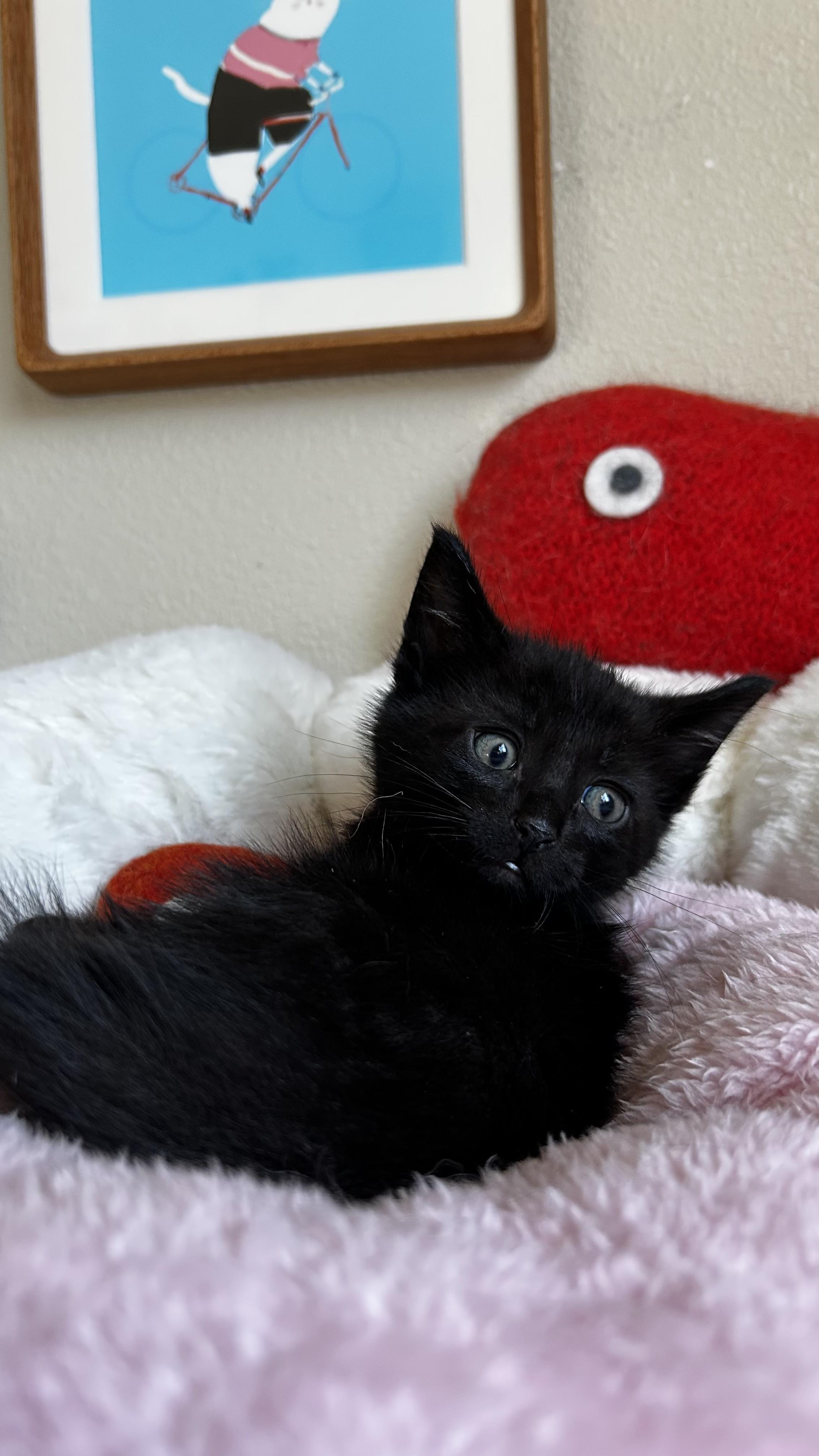 Mox, ADOPTABLE, Kitten Male Domestic Short Hair.