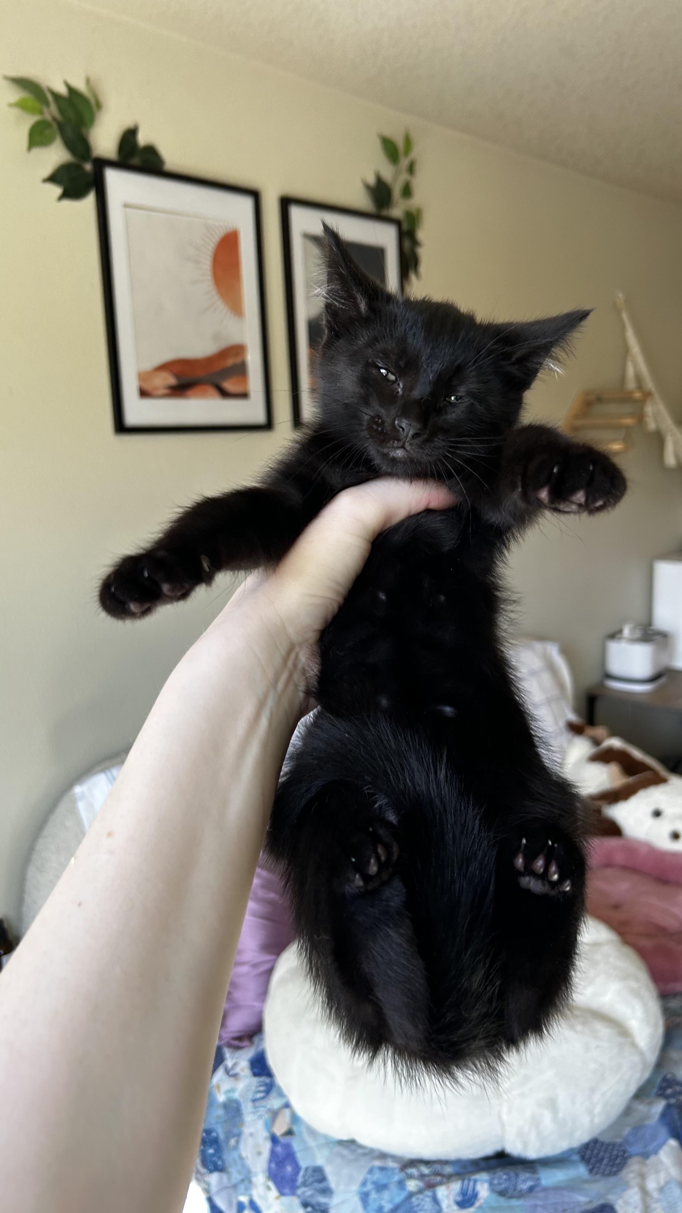 Enlarge Mox, a ADOPTABLE Domestic Short Hair in Portland, OR image 4/4