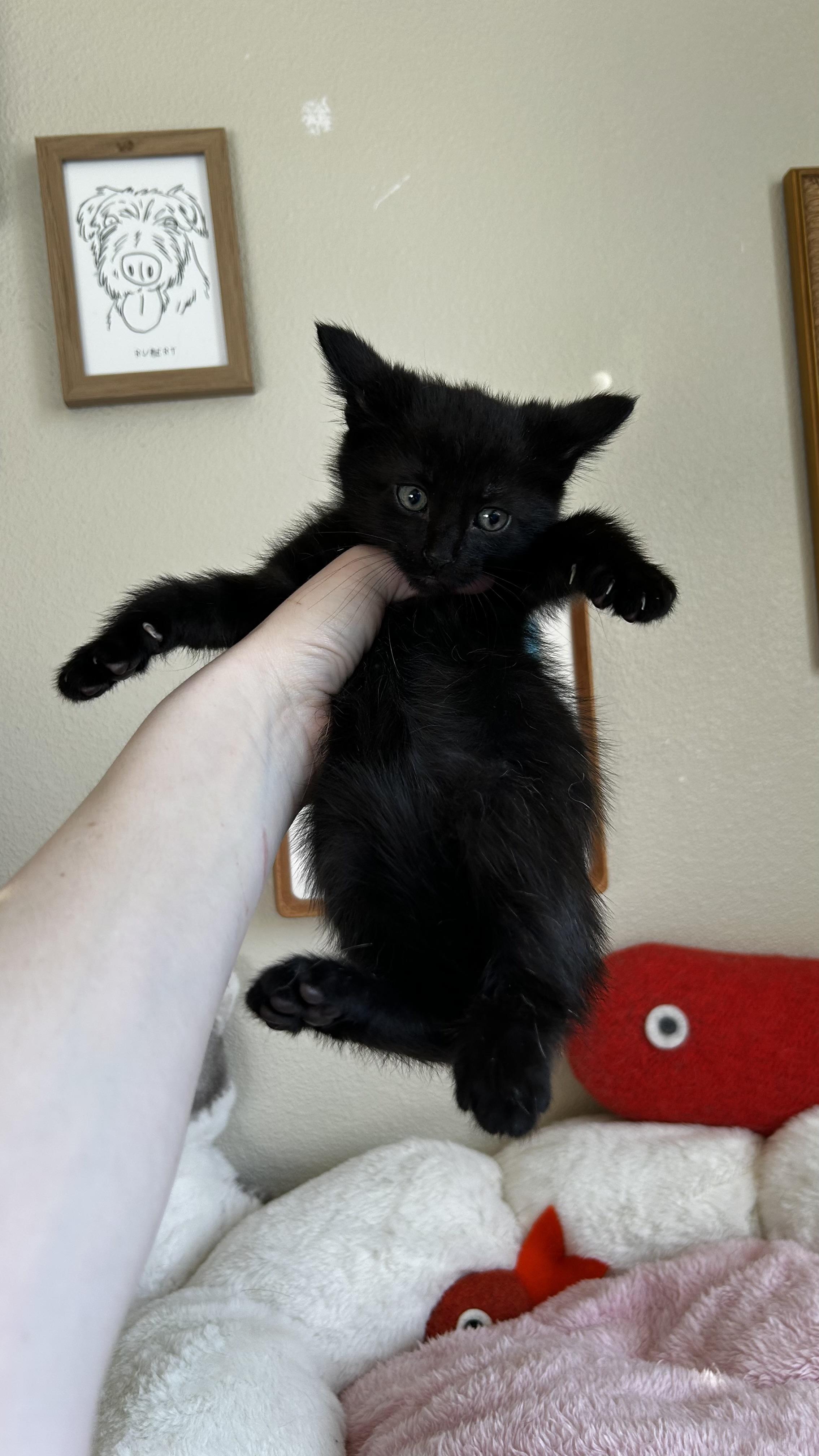 Enlarge Mox, a ADOPTABLE Domestic Short Hair in Portland, OR image 2/4