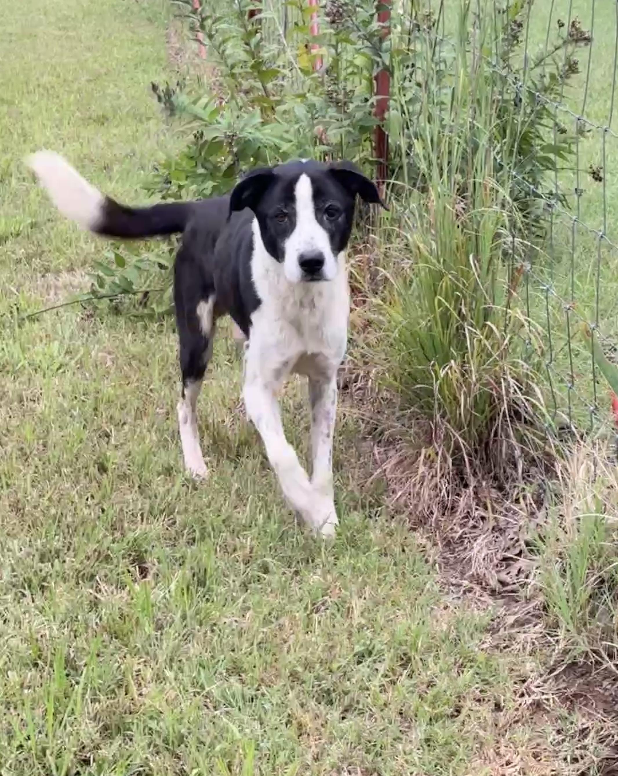 Bo Jangles, Adoptable, Senior Male Border Collie.