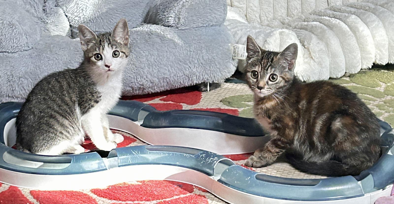 SPARKT, Adopted, Kitten Male Tabby & Tuxedo.