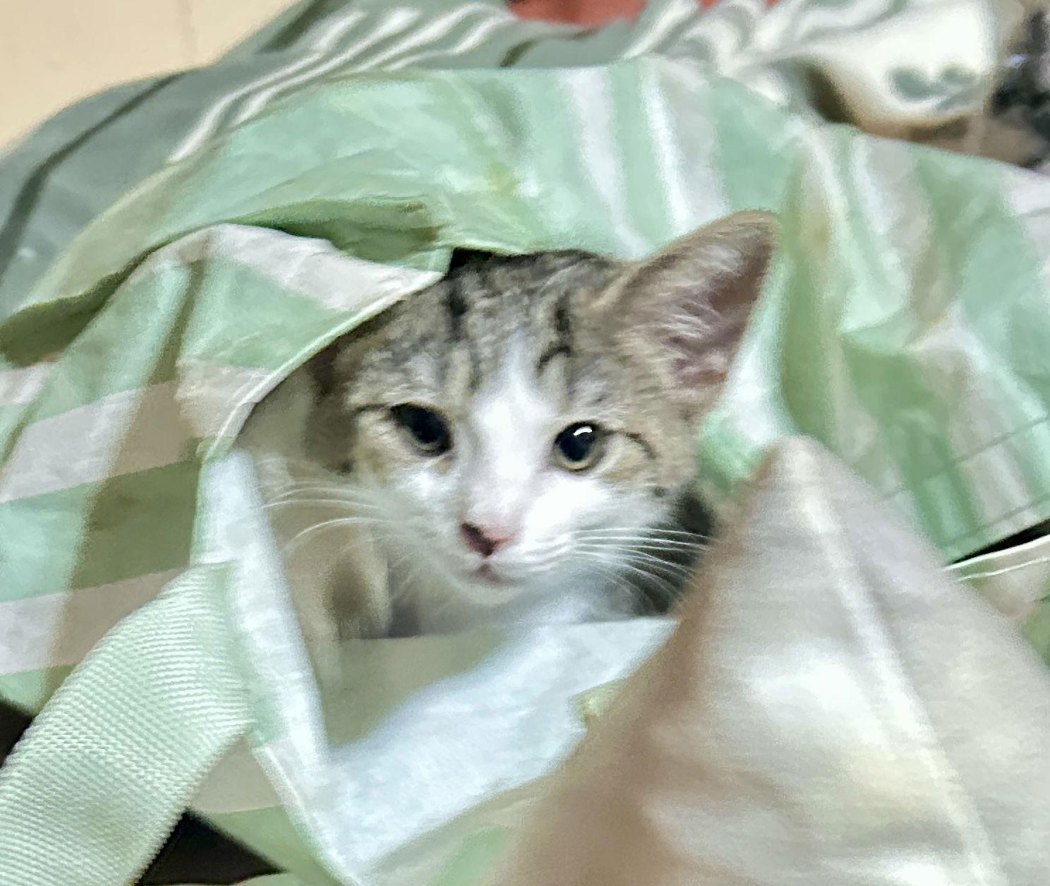 Enlarge SPARKT, a Adopted mixed breed in Cypress, TX image 3/3