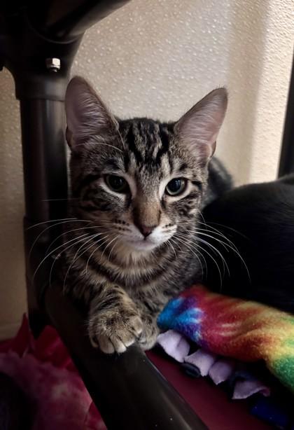 Enlarge Tiger, a Adoptable mixed breed in Pleasanton, CA image 1/2