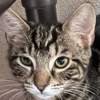 Enlarge Tiger, a Adoptable mixed breed in Pleasanton, CA image 2/2