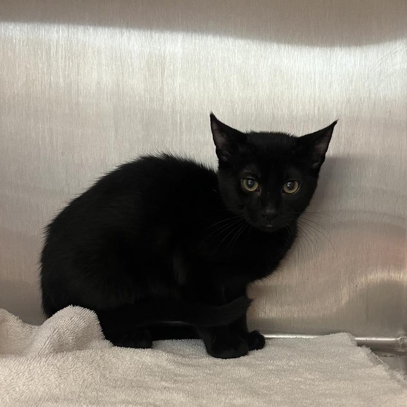 BooBoo, Adoptable, Young Male Domestic Short Hair.