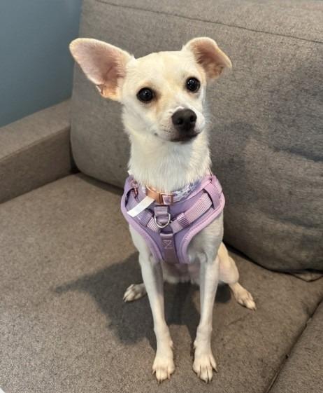 Marty, Adoptable, Young Female Pomeranian.