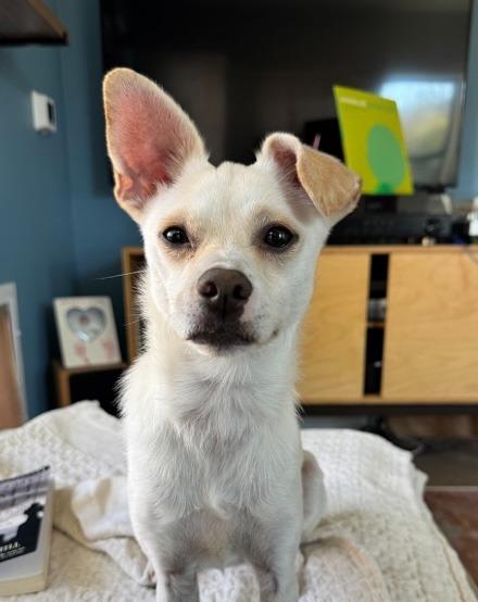 Enlarge Marty, a Adoptable Pomeranian in Leander, TX image 2/3