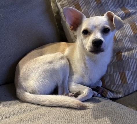 Enlarge Marty, a Adoptable Pomeranian in Leander, TX image 3/3