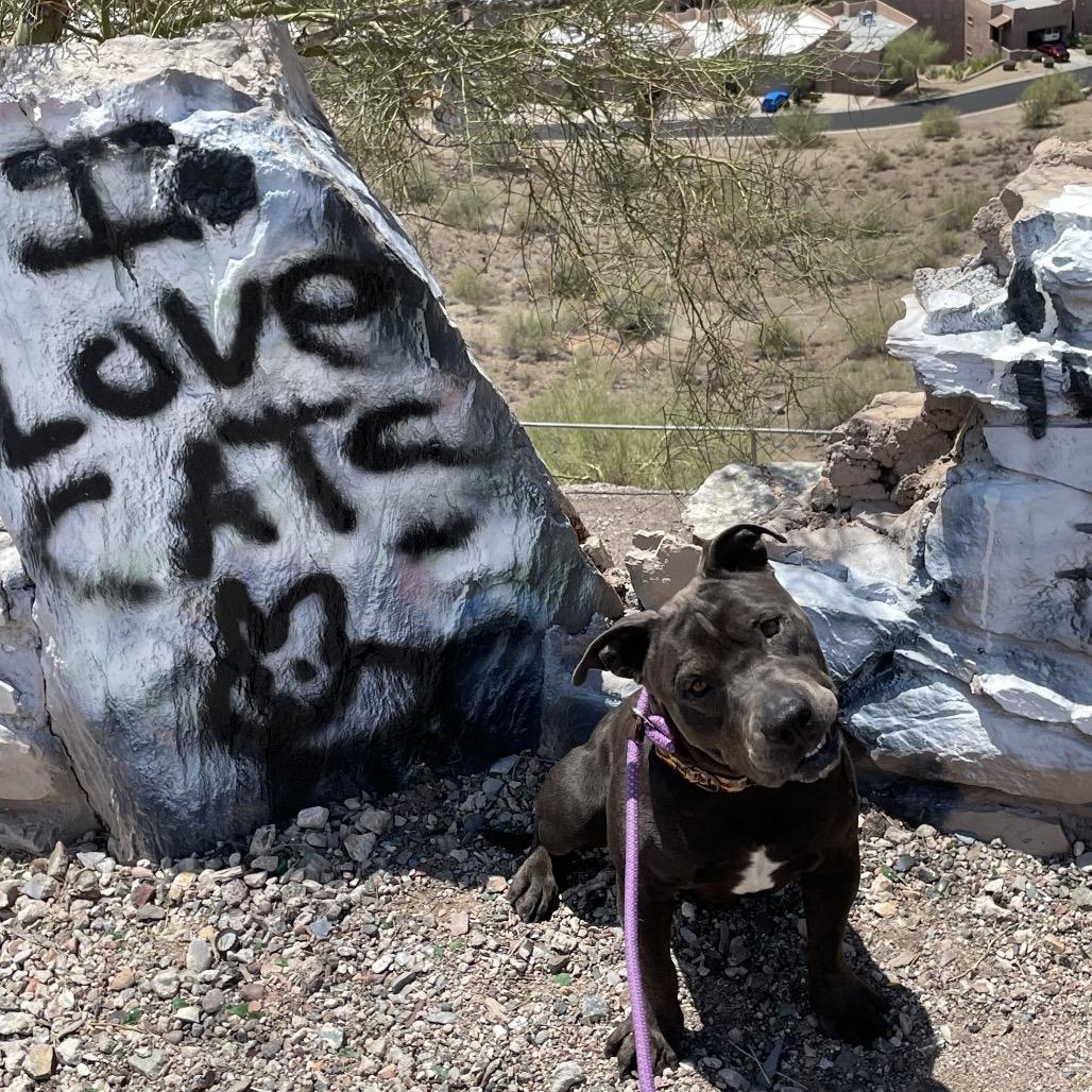Meyer, Adoptable, Adult Male Boxer & Black Labrador Retriever.