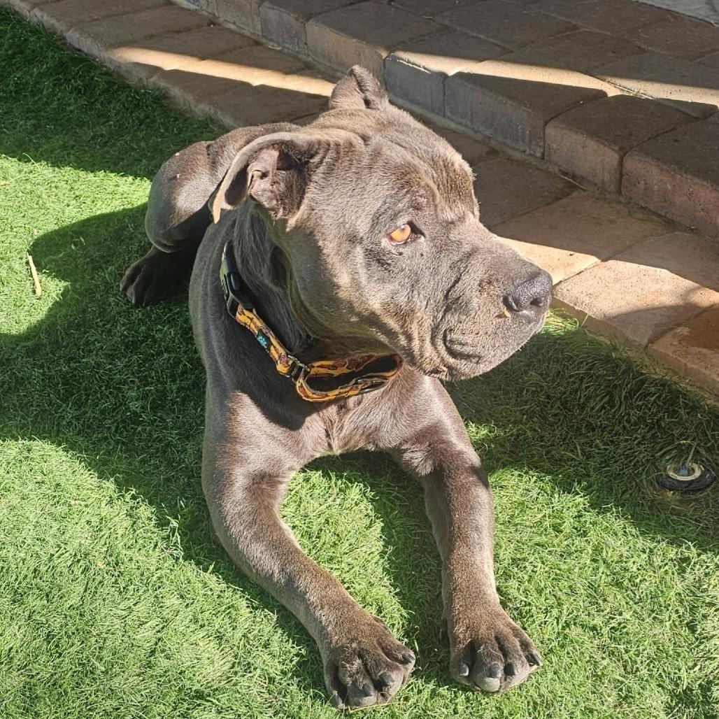 Enlarge Meyer, a Adoptable mixed breed in Phoenix, AZ image 2/6