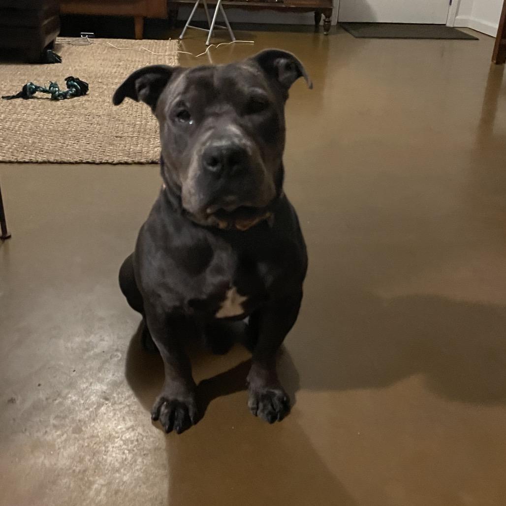 Meyer, a Adoptable mixed breed in Phoenix, AZ image 3/6