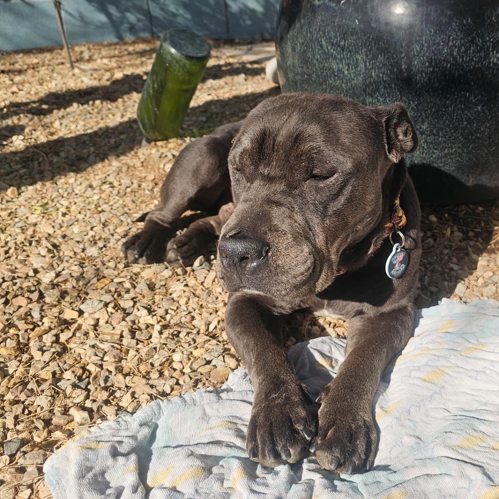 Enlarge Meyer, a Adoptable mixed breed in Phoenix, AZ image 4/6