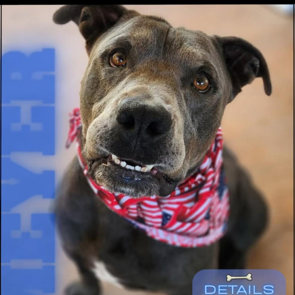 Enlarge Meyer, a Adoptable mixed breed in Phoenix, AZ image 5/6