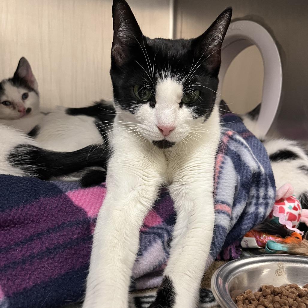 Enlarge Snowey, a Adoptable Domestic Short Hair in Brockton, MA image 1/1