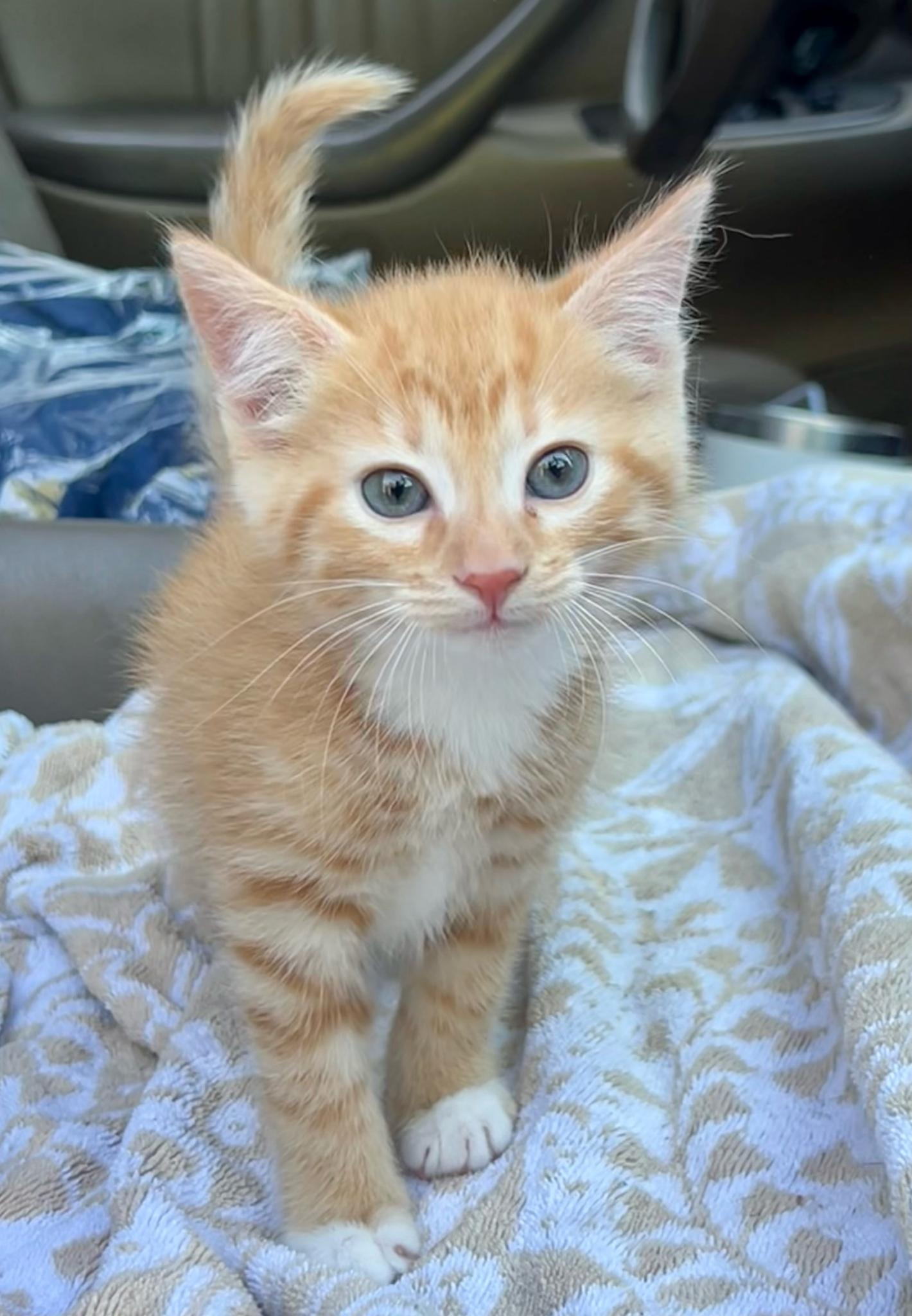Enlarge Poppy, an adopted Domestic Short Hair in Mt Pleasant, SC image 5/5