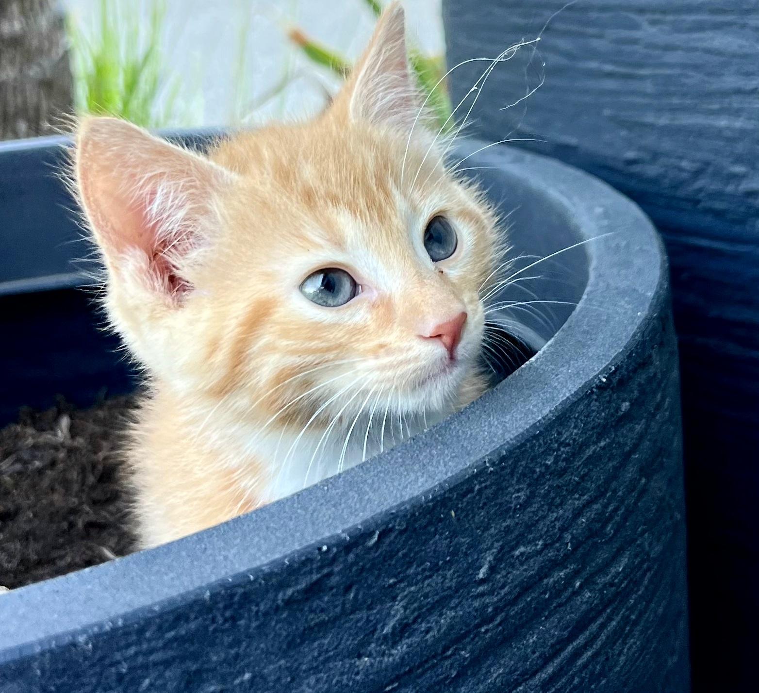 Enlarge Poppy, an adopted Domestic Short Hair in Mt Pleasant, SC image 2/5