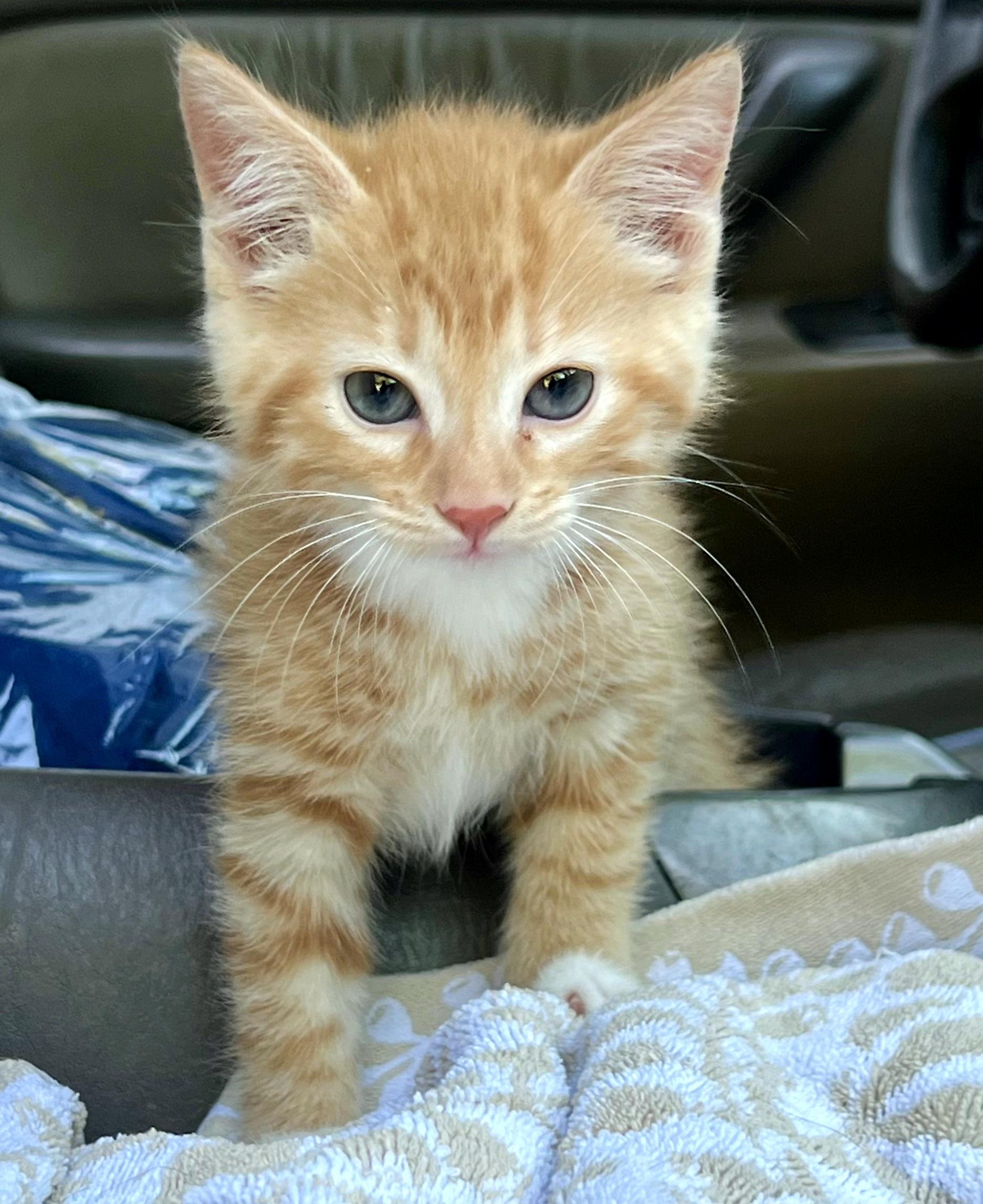 Enlarge Poppy, an adopted Domestic Short Hair in Mt Pleasant, SC image 3/5