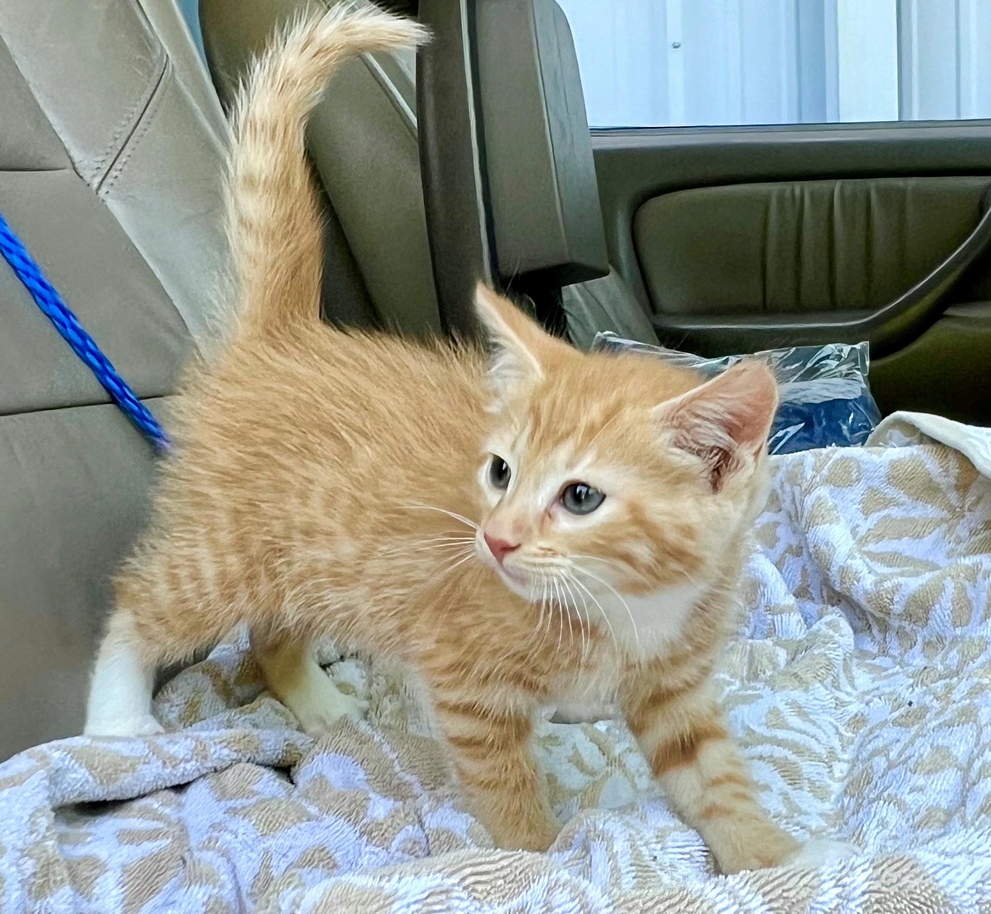 Poppy, adopted, Kitten Female Domestic Short Hair.