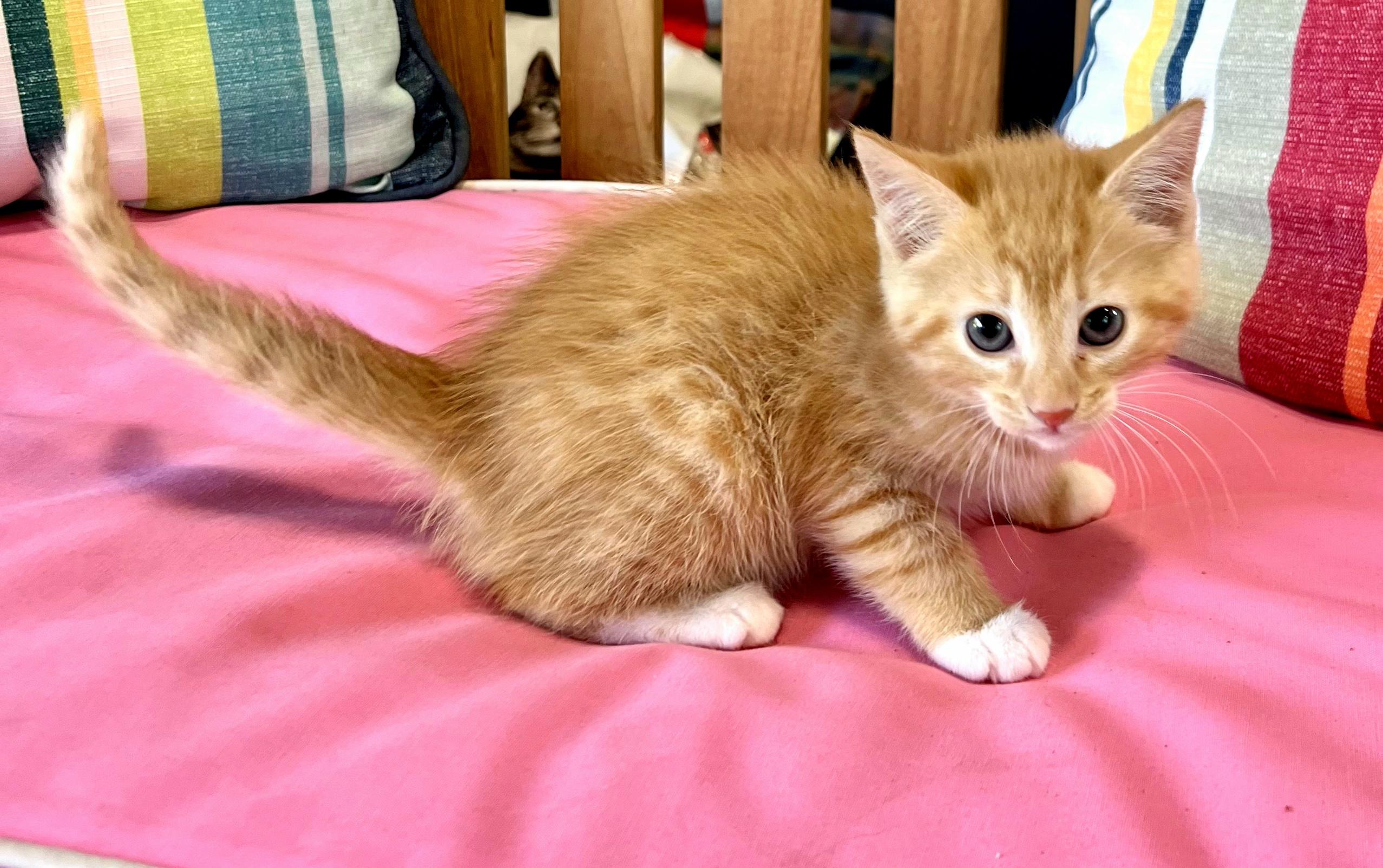 Enlarge Poppy, an adopted Domestic Short Hair in Mt Pleasant, SC image 4/5