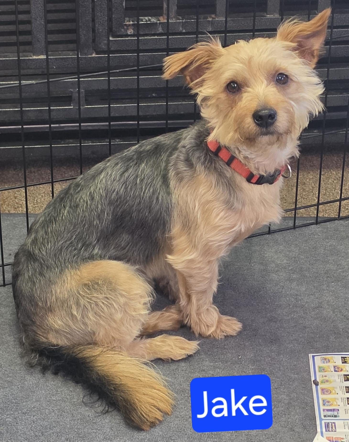 Jake, adopted, Adult Male Yorkshire Terrier.