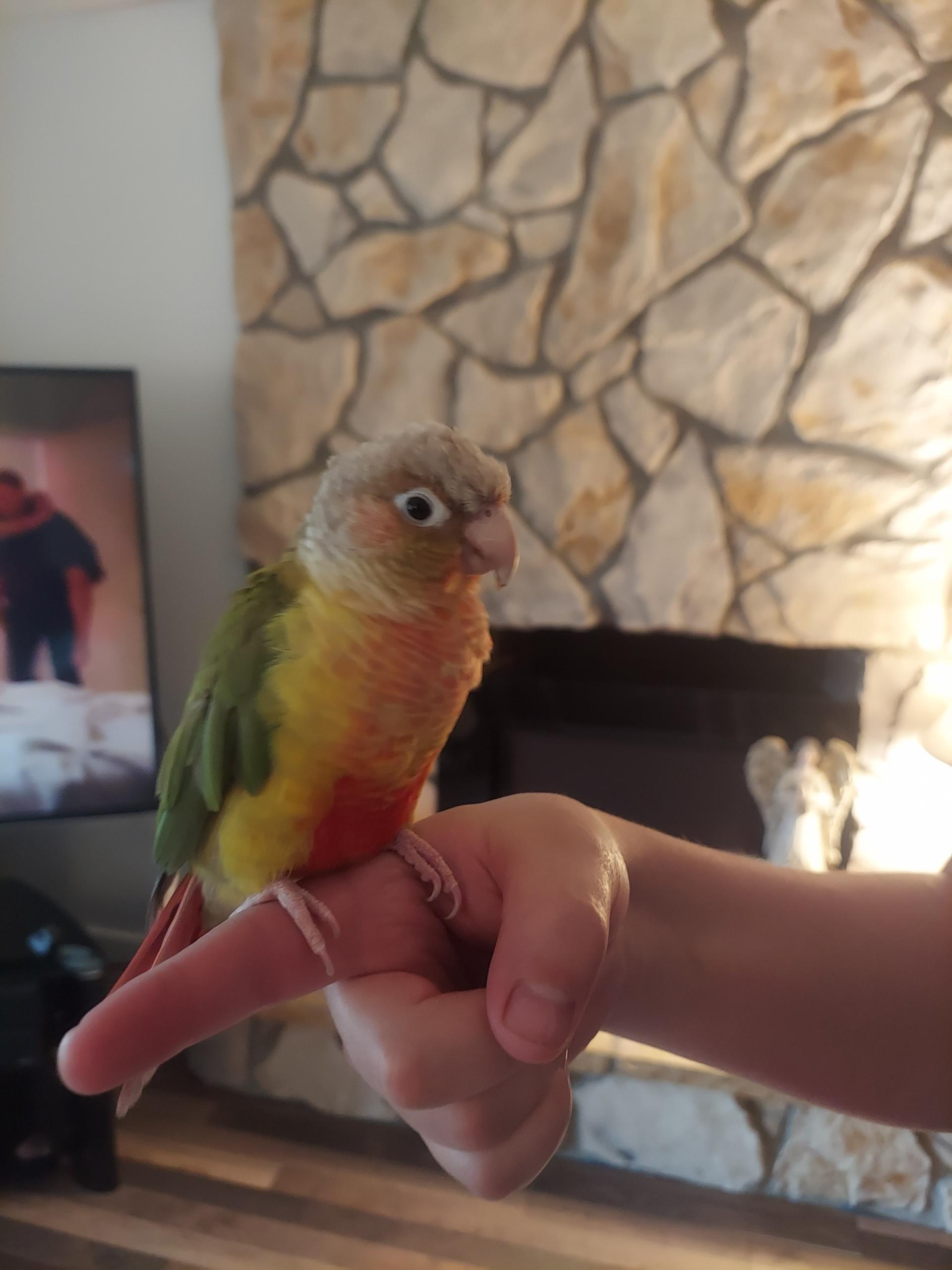 Enlarge Mango, a Adopted Conure in Salt Lake City, UT image 1/1