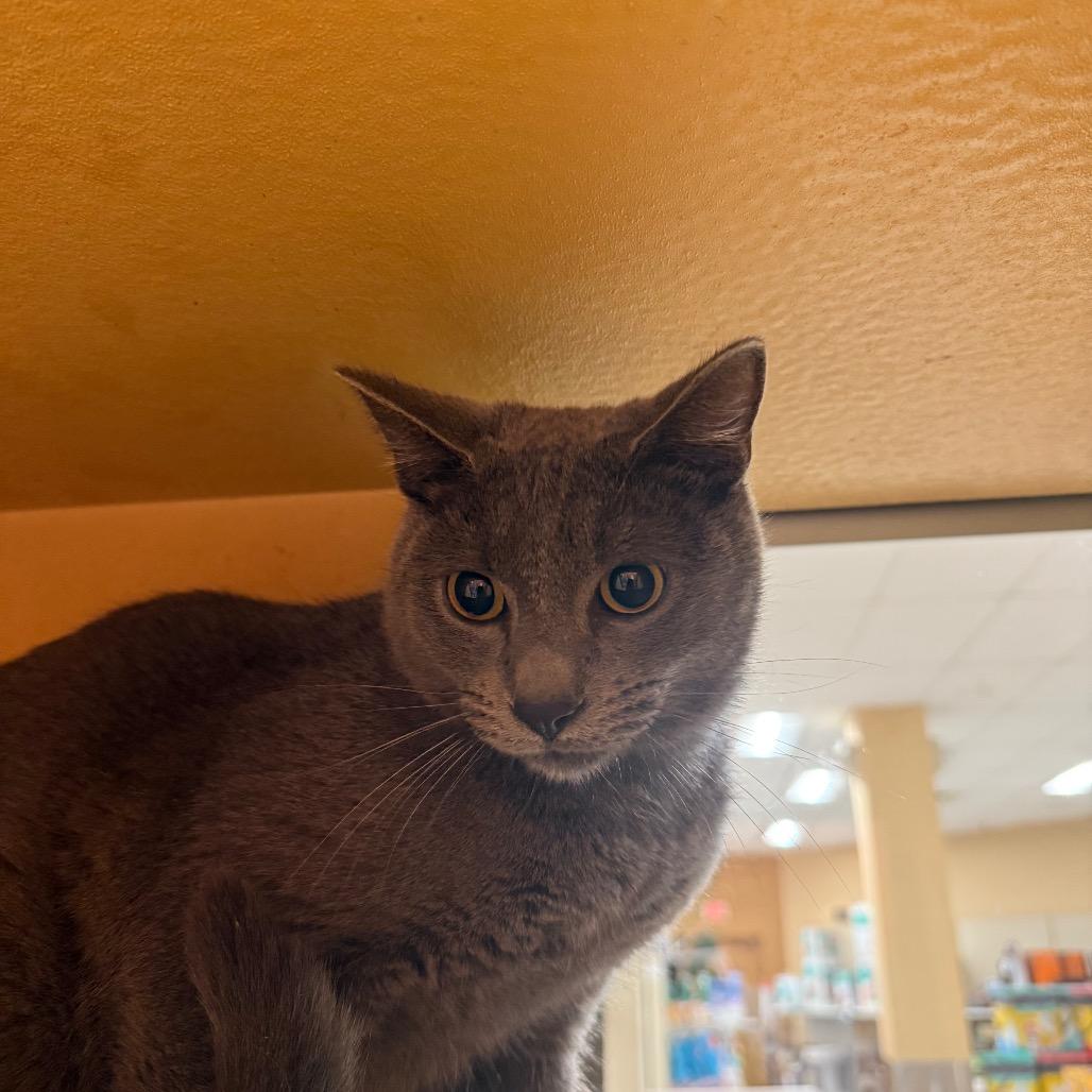 Grayson, Adoptable, Young Male Russian Blue & American Shorthair.