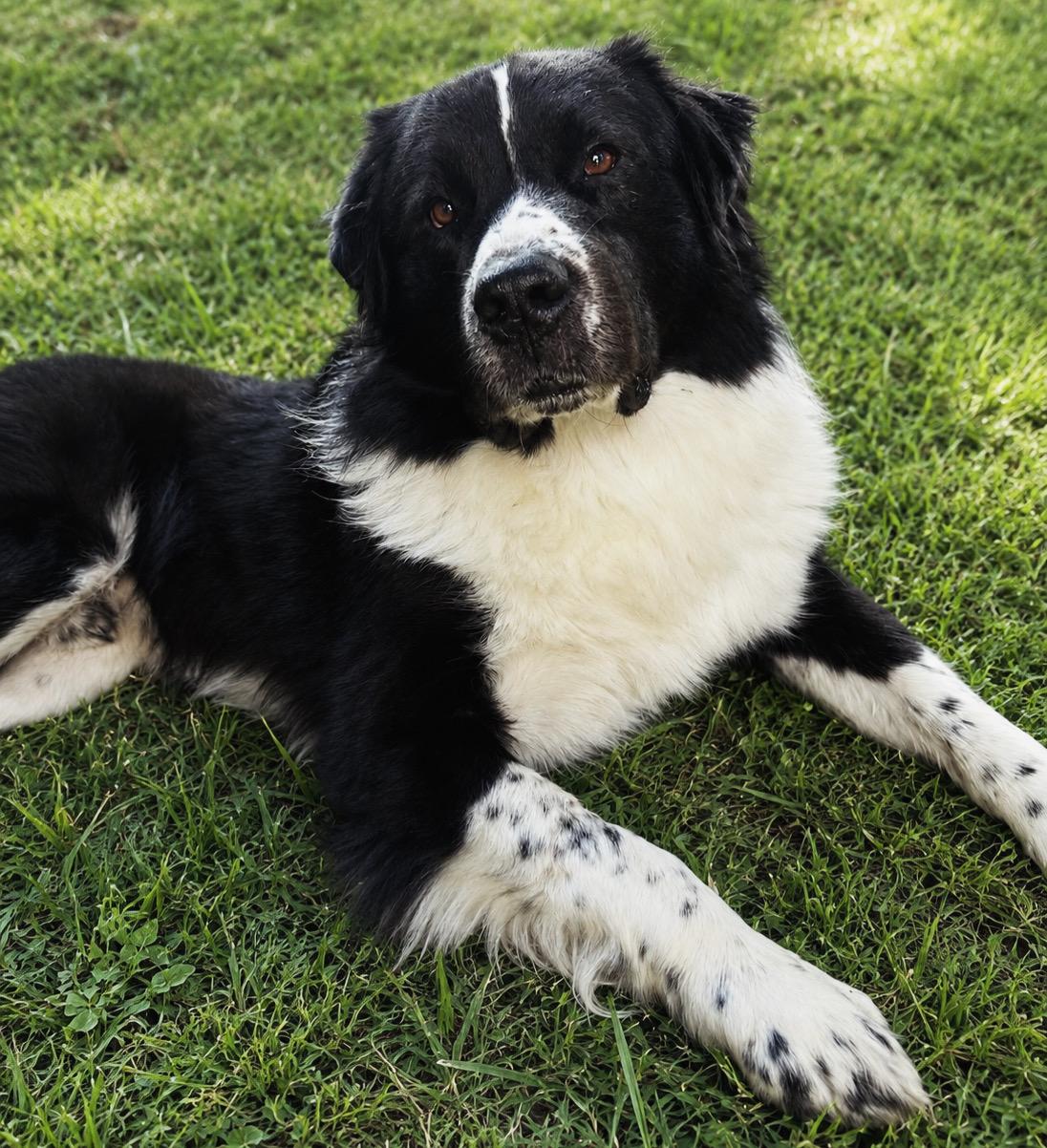 Luci, ADOPTABLE, Adult Male Great Pyrenees & Border Collie.