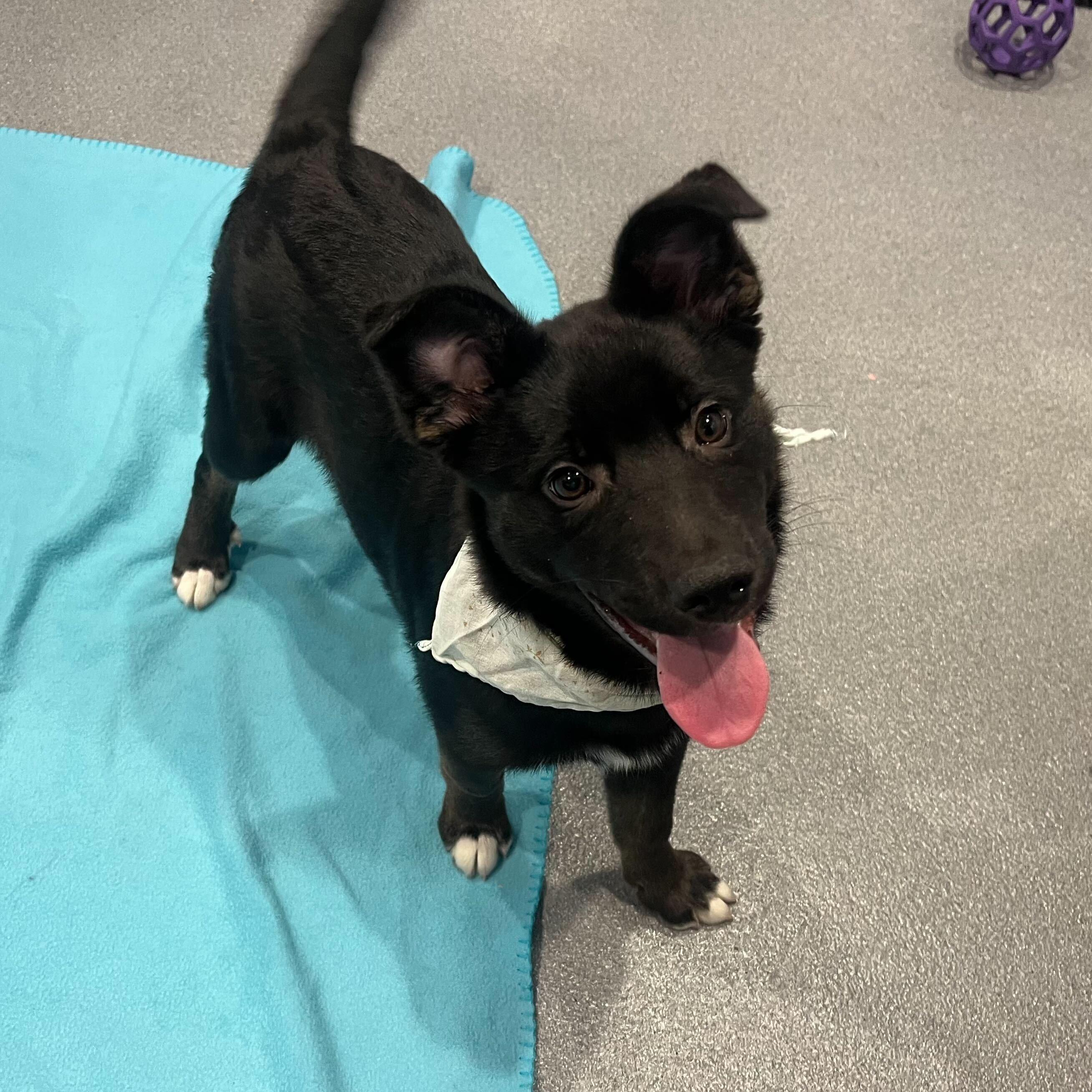 Meeney, an adoptable Mixed Breed in Canal Winchester, OH image 4/4